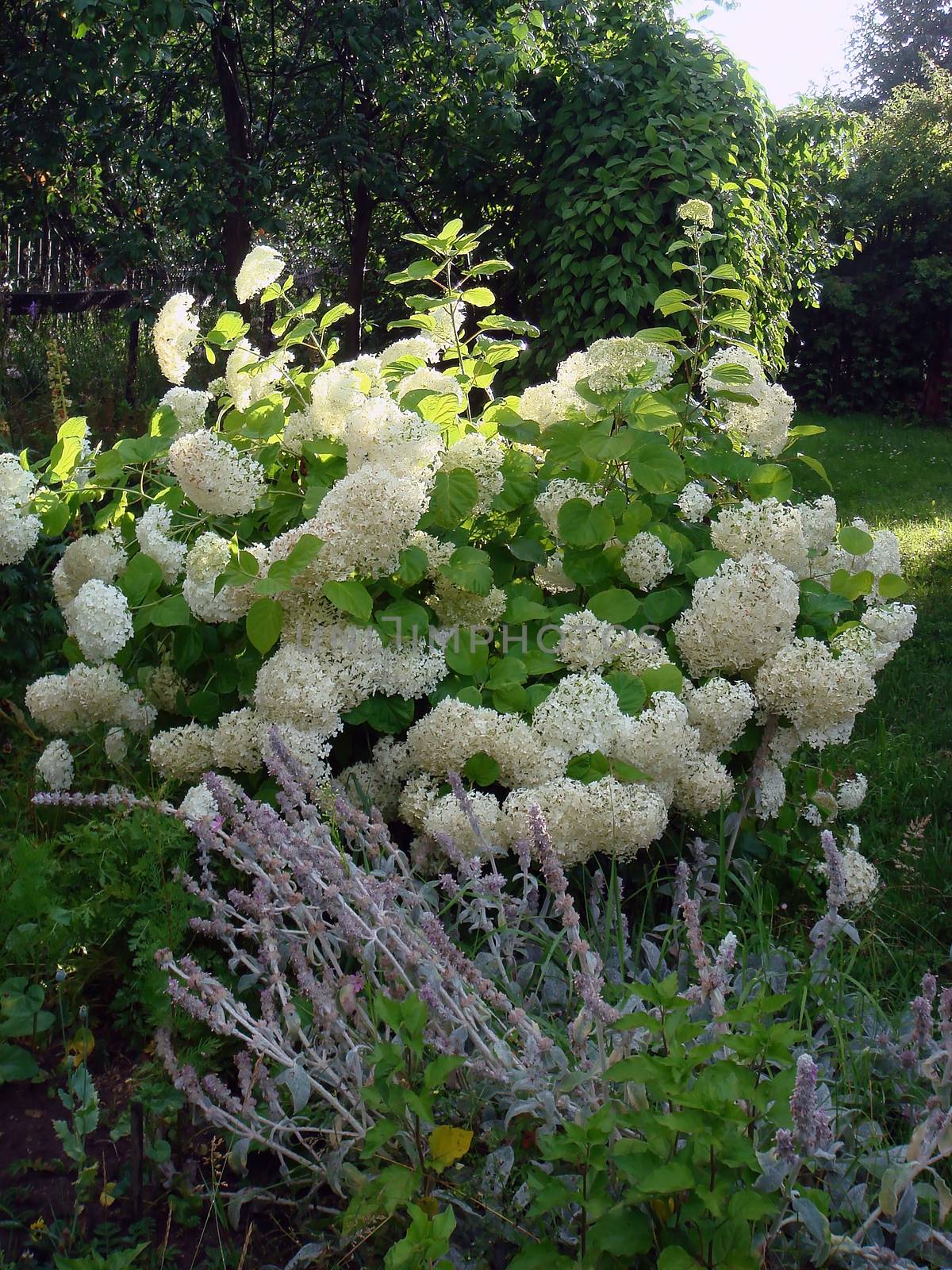 A large bush of white hydrangea in the garden is illuminated by the sun