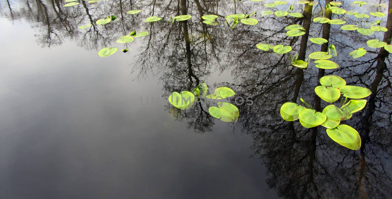 Lily pads on the surface of the pond, the trees are reflected in the water
