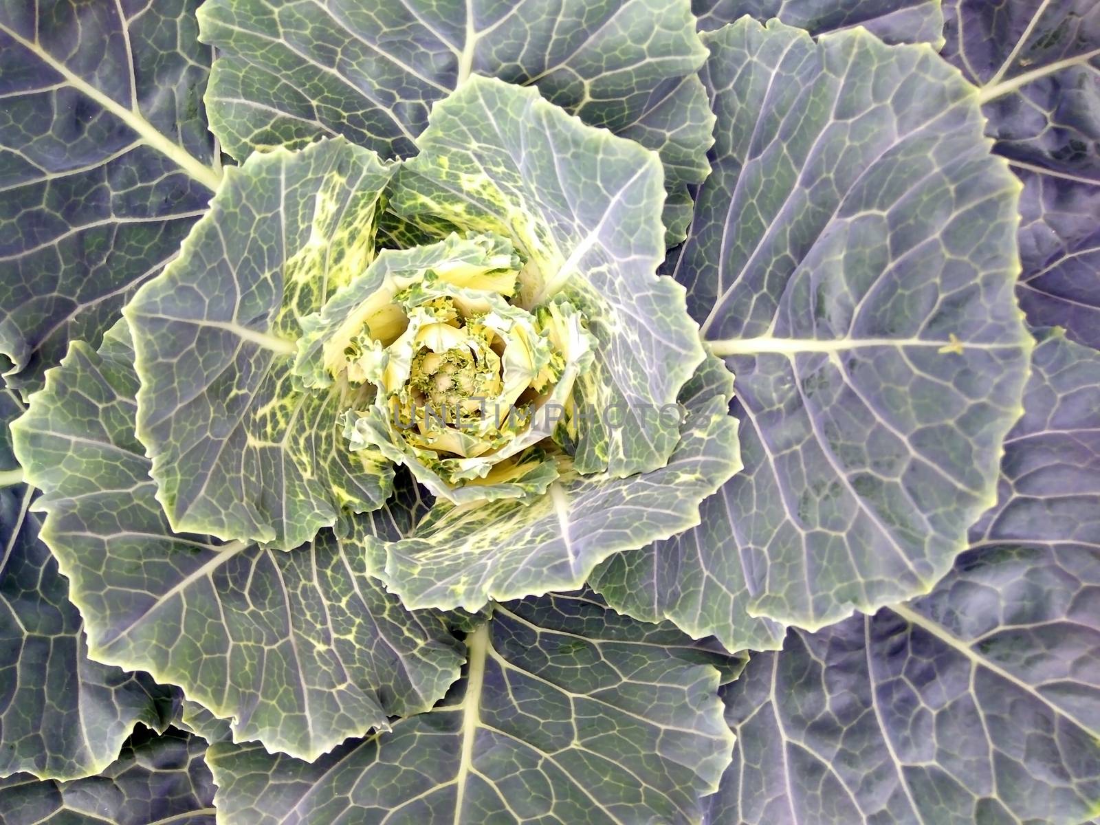 Close-up shot decorative green cabbage in the garden top view. by LanaLeta