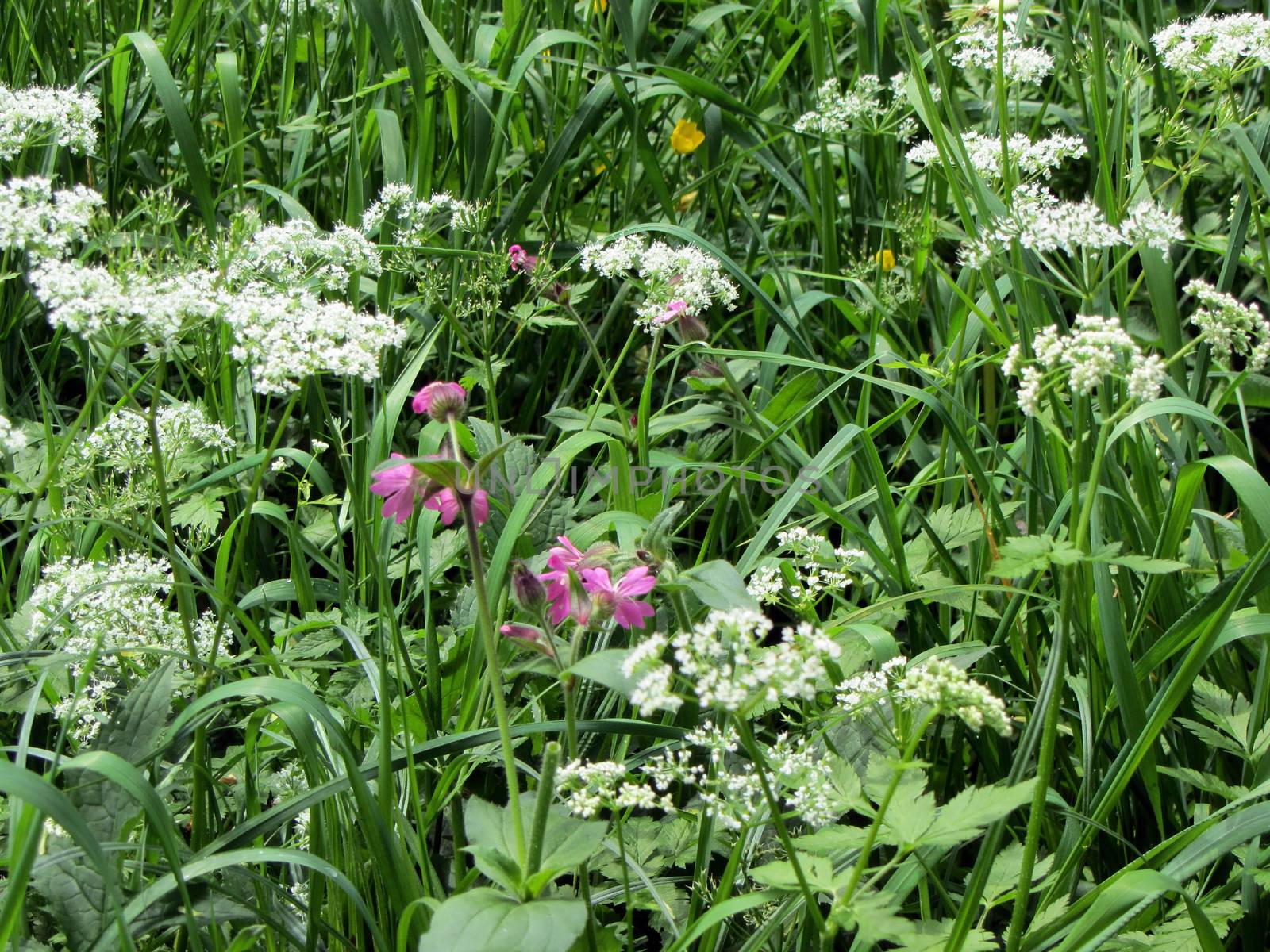 White and purple wildflowers in the grass under the trees