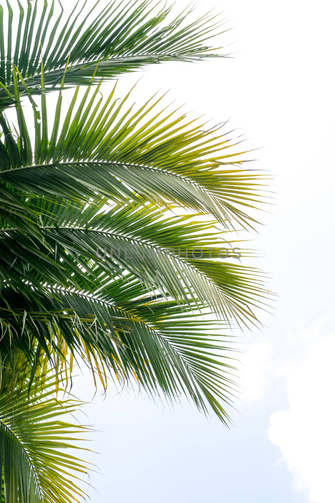 The natural coconut green leafs.