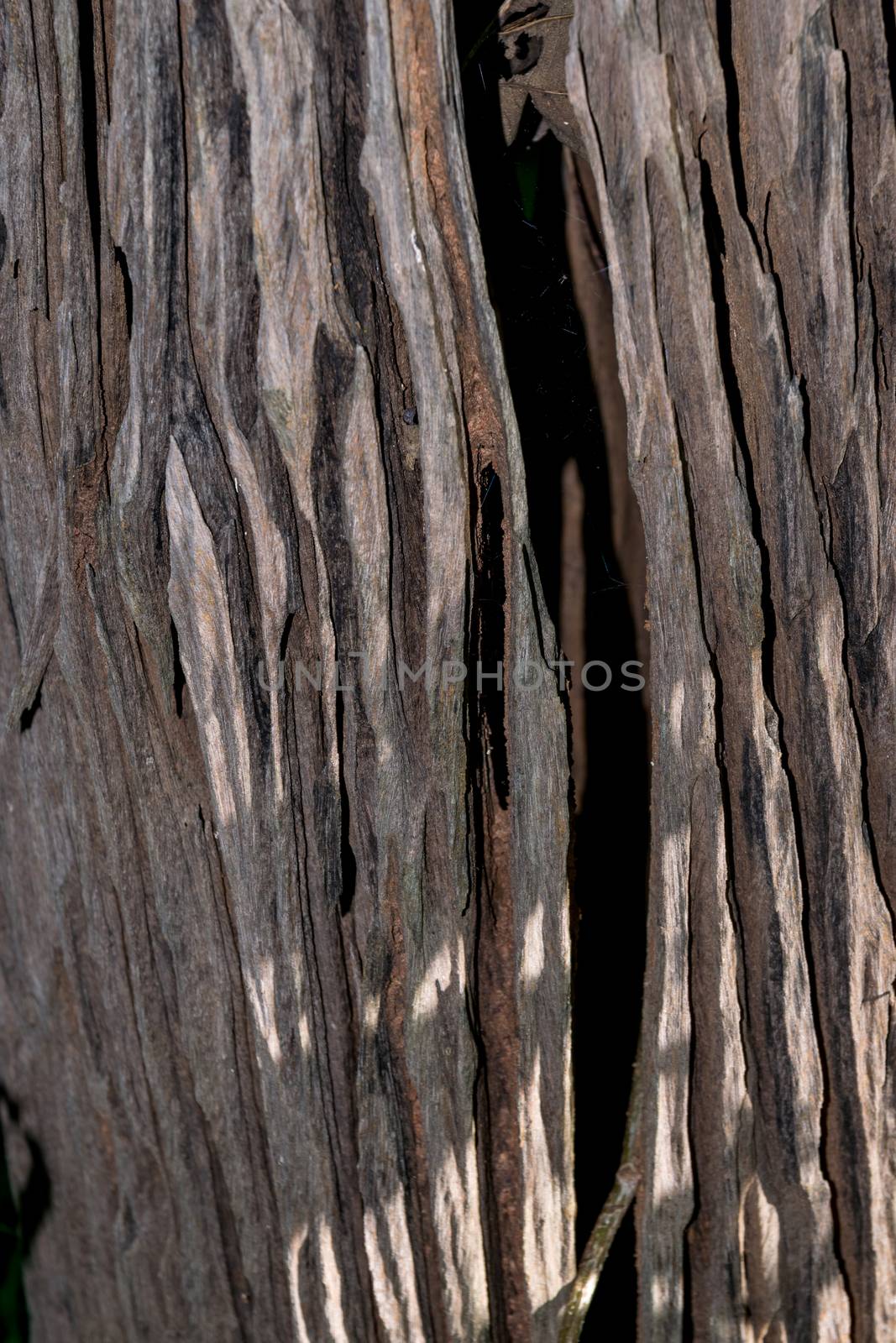 Nature wooden texture in the forest.