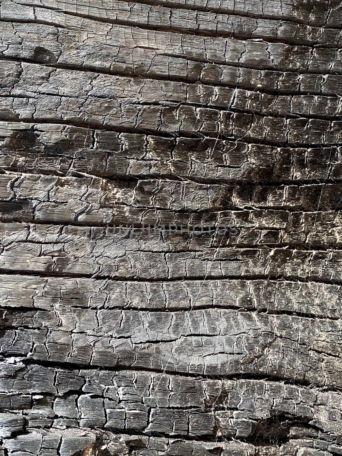 The texture of a burnt wooden stump