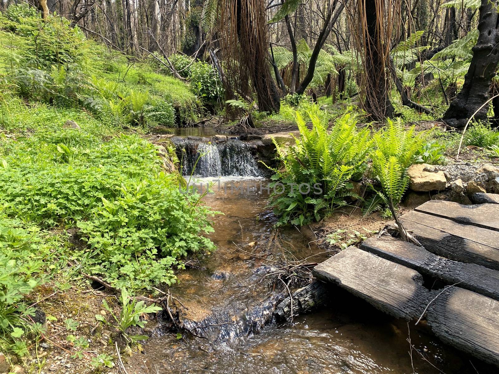 A small waterfall after a bushfire next to a small burnt bridge