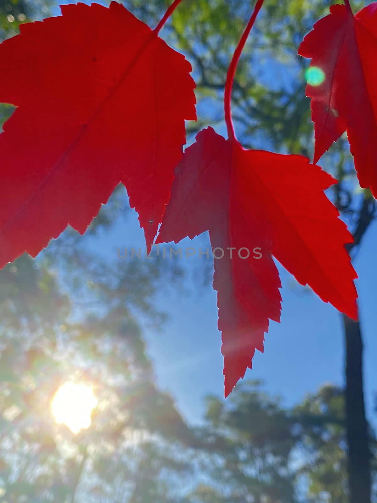 Red maple leaves in autumn that are about to fall