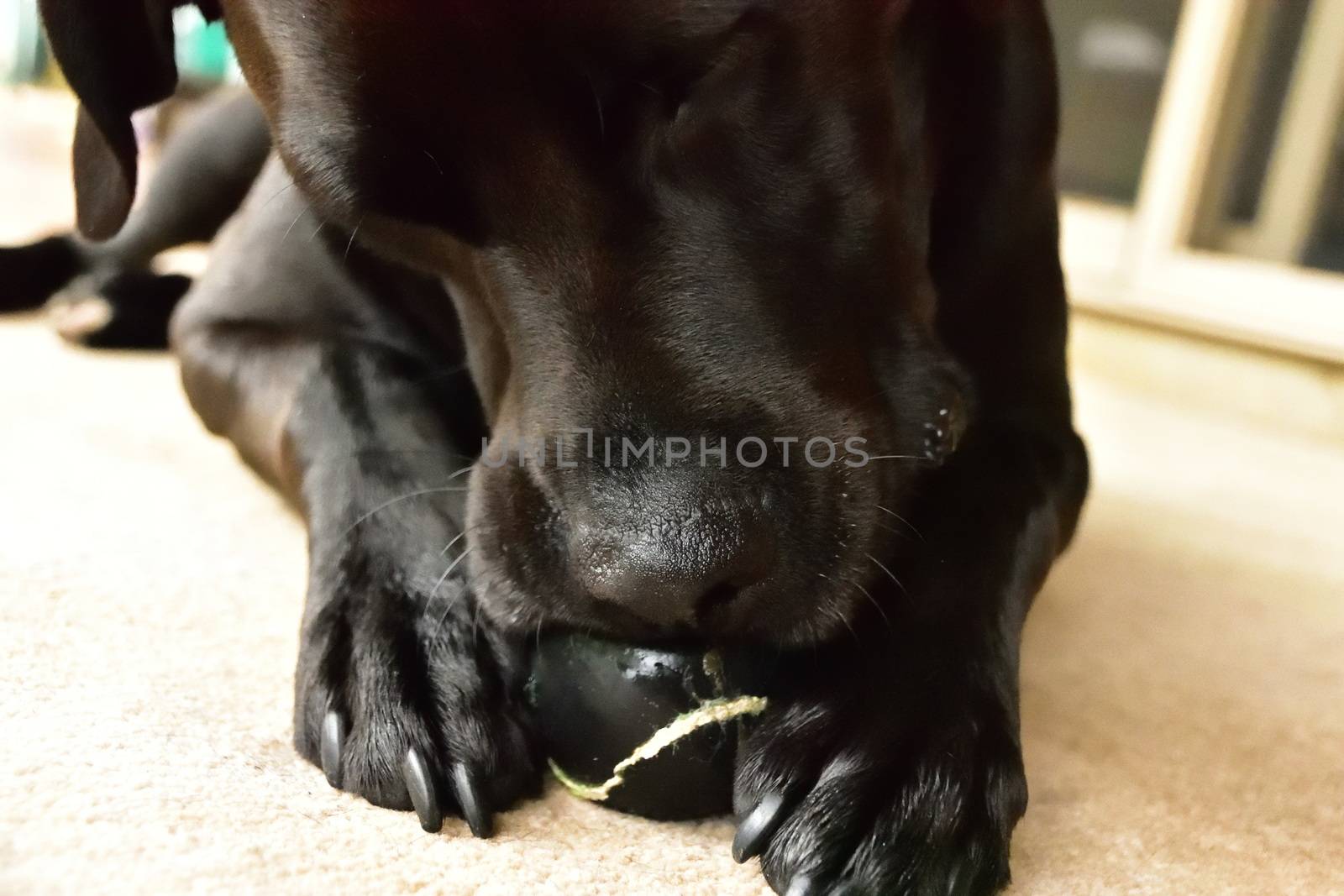 A cute black Labrador chewing a black tennis ball