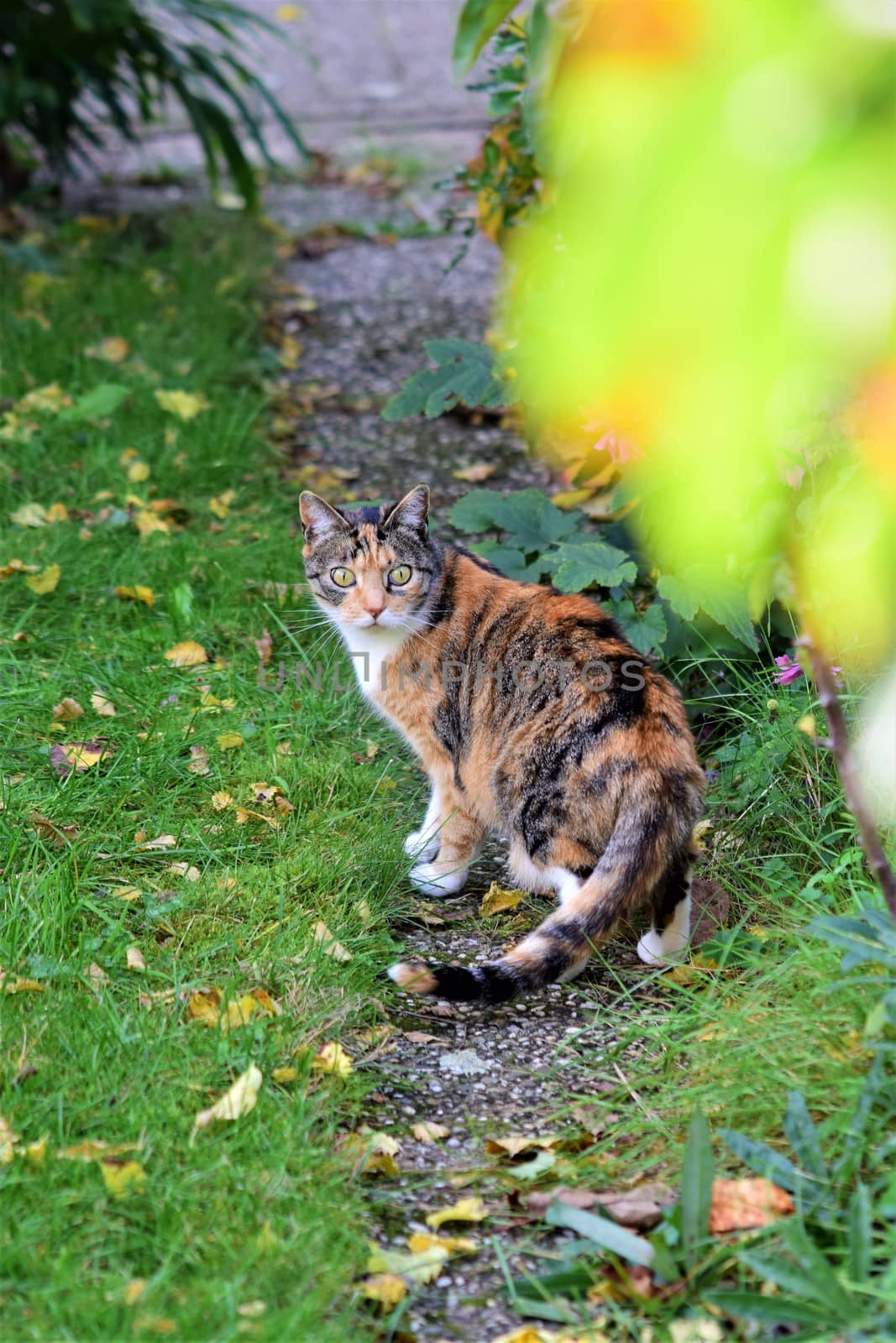 Tricolor cat turning around on a garden path next to green lawn