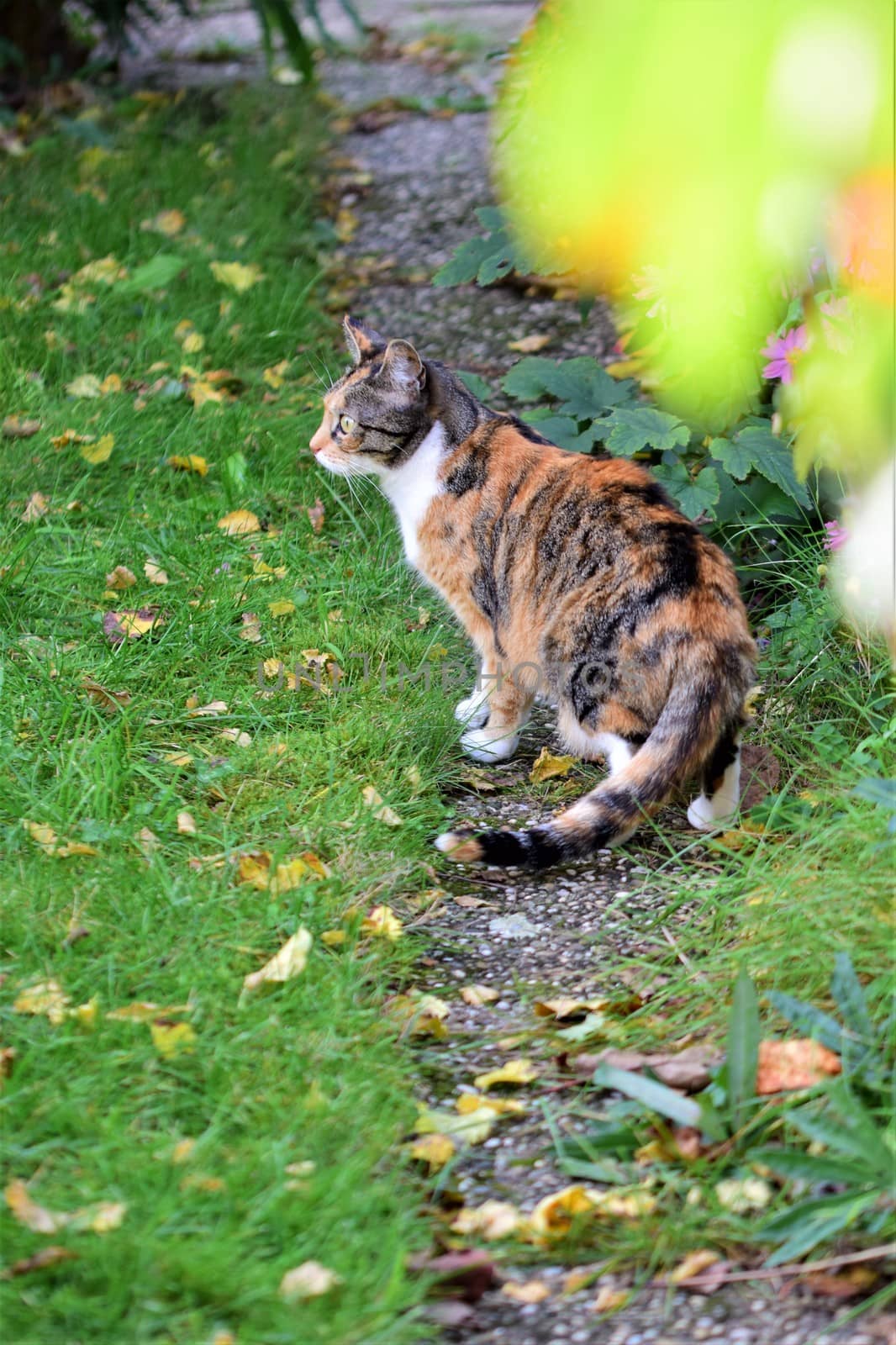 Tricolor cat looking to the left on a garden path next to green lawn