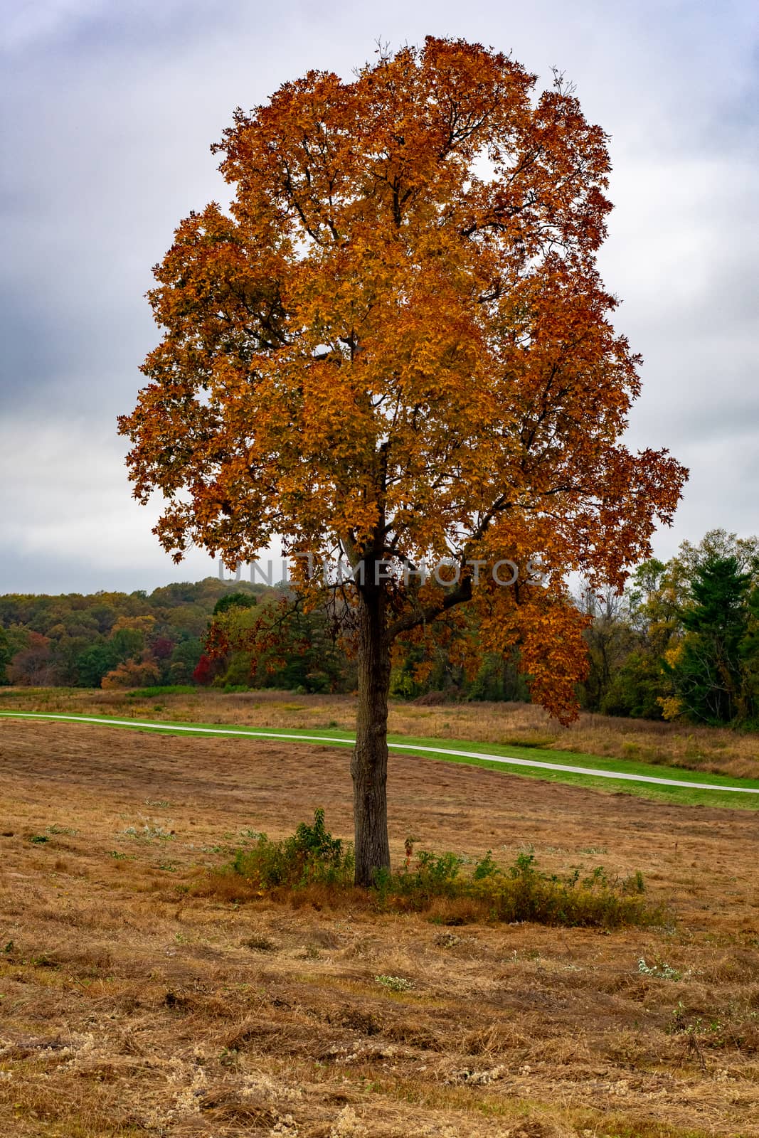 A Lone Orange Tree in Autumn in a Wide Open Field by bju12290