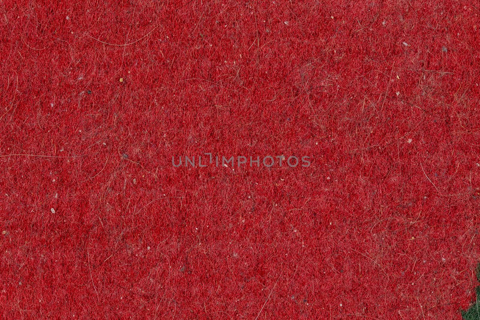 domestic cat hair, fur and dust pollution on red flat carpet surface texture and background