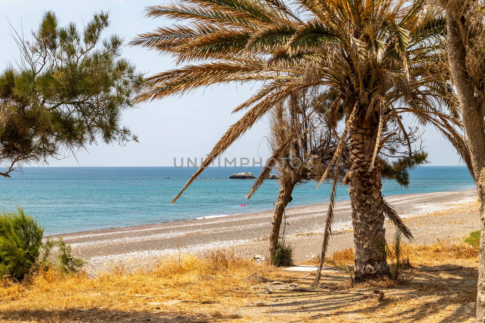 Palm trees at the gravel beach of Kiotari on Rhodes island, Greece in summer at a sunny day