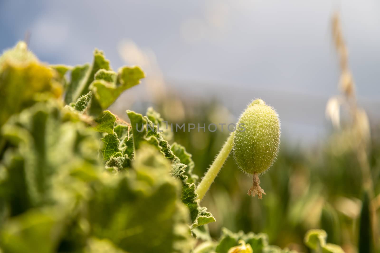 Vegetation on Rhodes island, Greece by reinerc