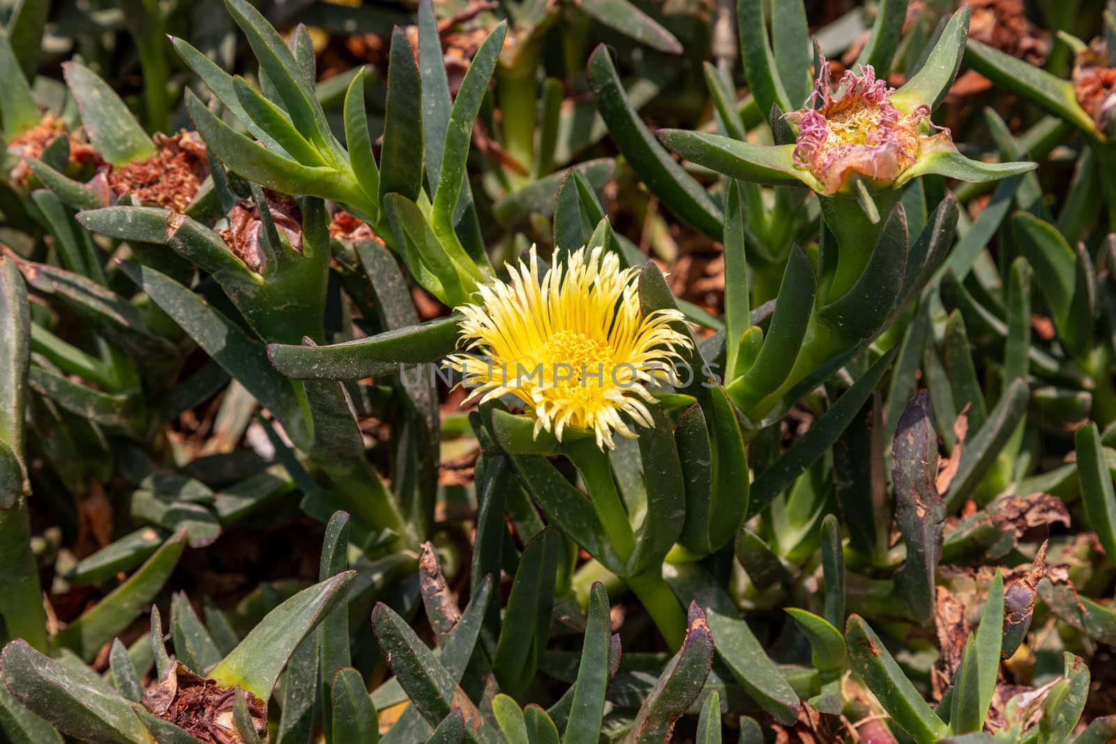 Vegetation on Rhodes island, Greece. Close up of a succulent plant with yellow blossom