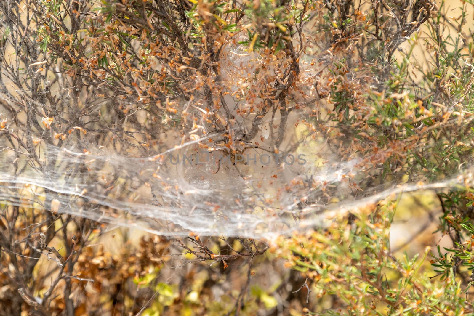 Spider at Rhodes island, Greece by reinerc