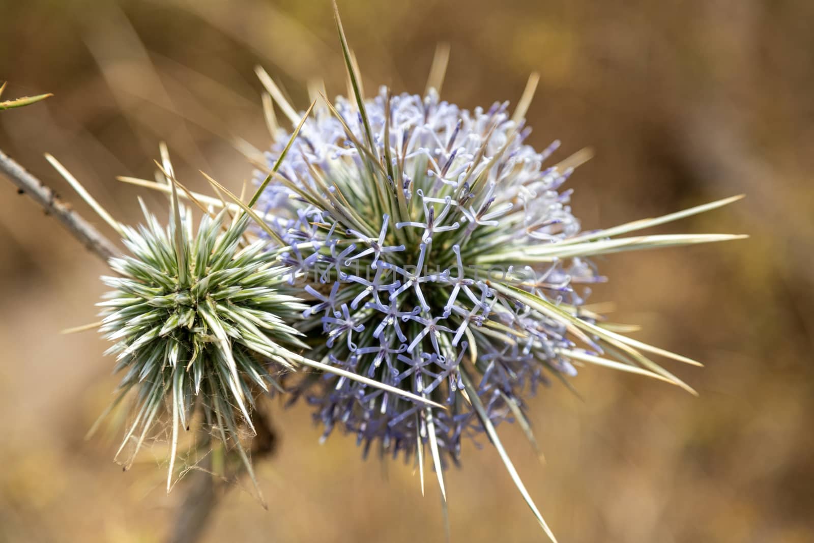 Close up of thistle blossom on Rhodes island, Greece