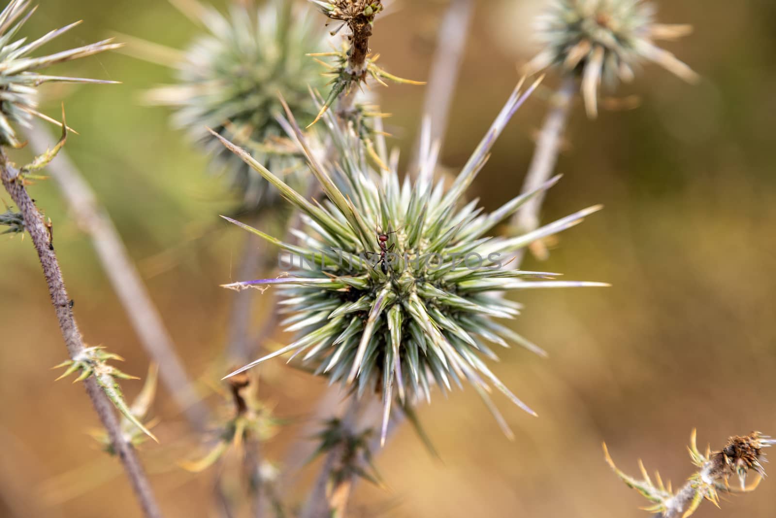 Vegetation on Rhodes island, Greece by reinerc