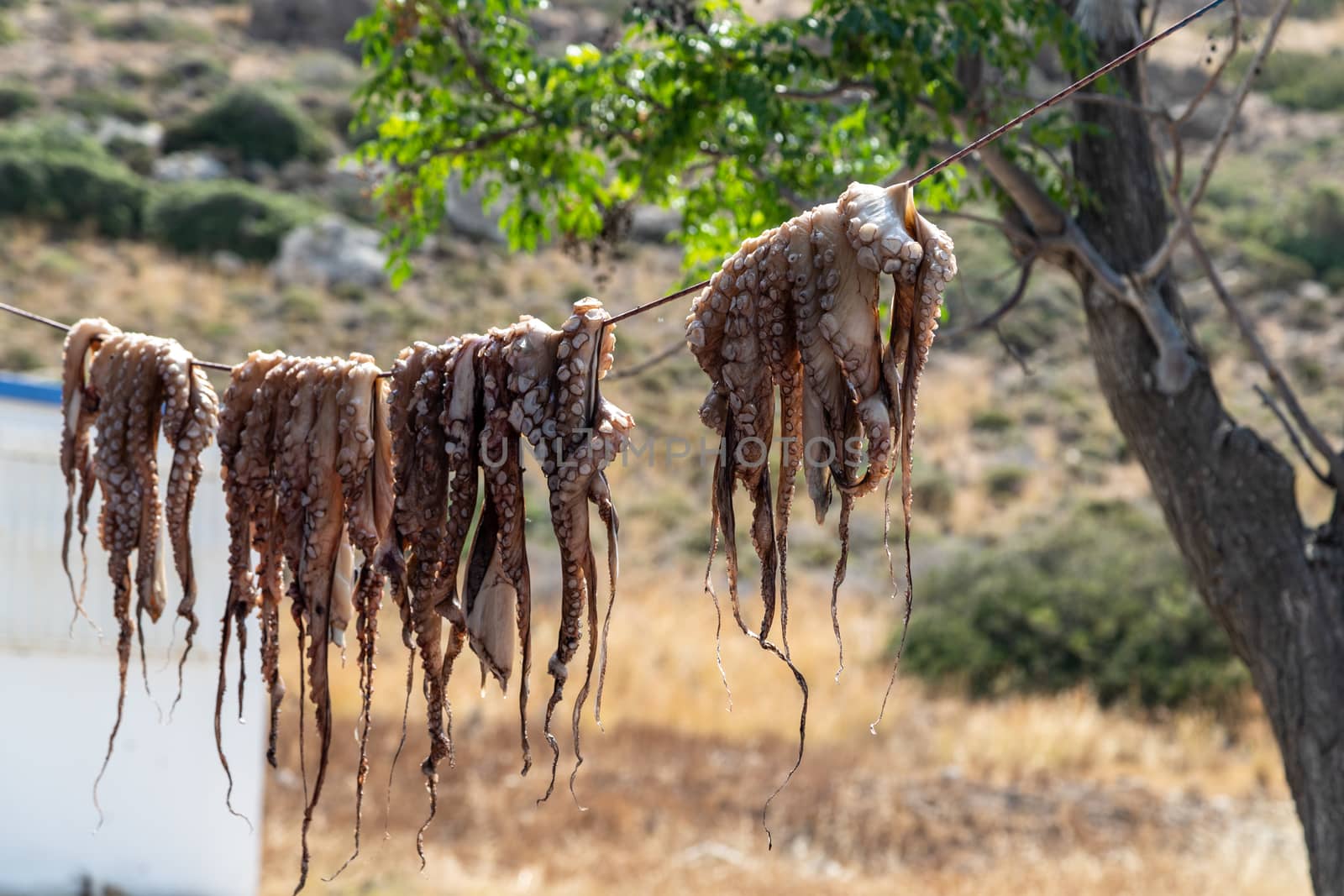 Cuttlefish, Octopus  on a rope in Plimmiri at Rhodes island, Greece