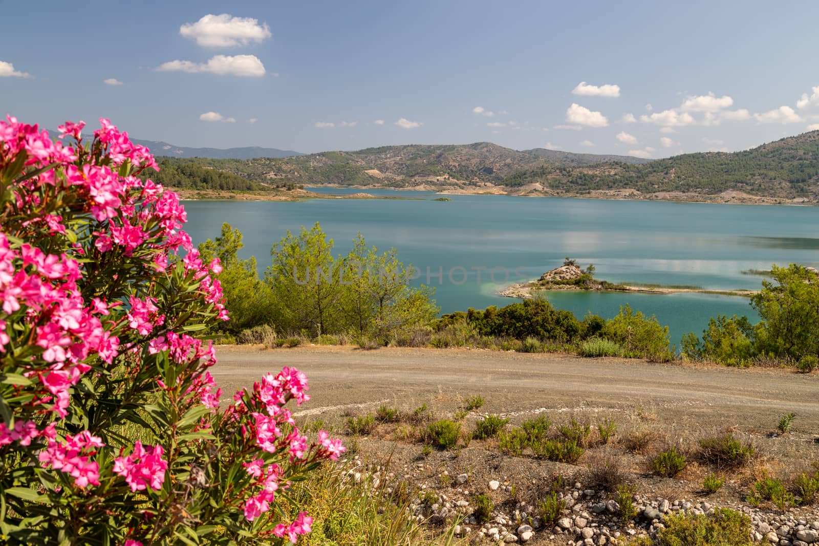 Scenic view at the Gadoura water reservoir on Rhodes island, Greece with blue and turquoise water, pink flowering shrub in the foreground and green landscape around the lake on a sunny day in spring