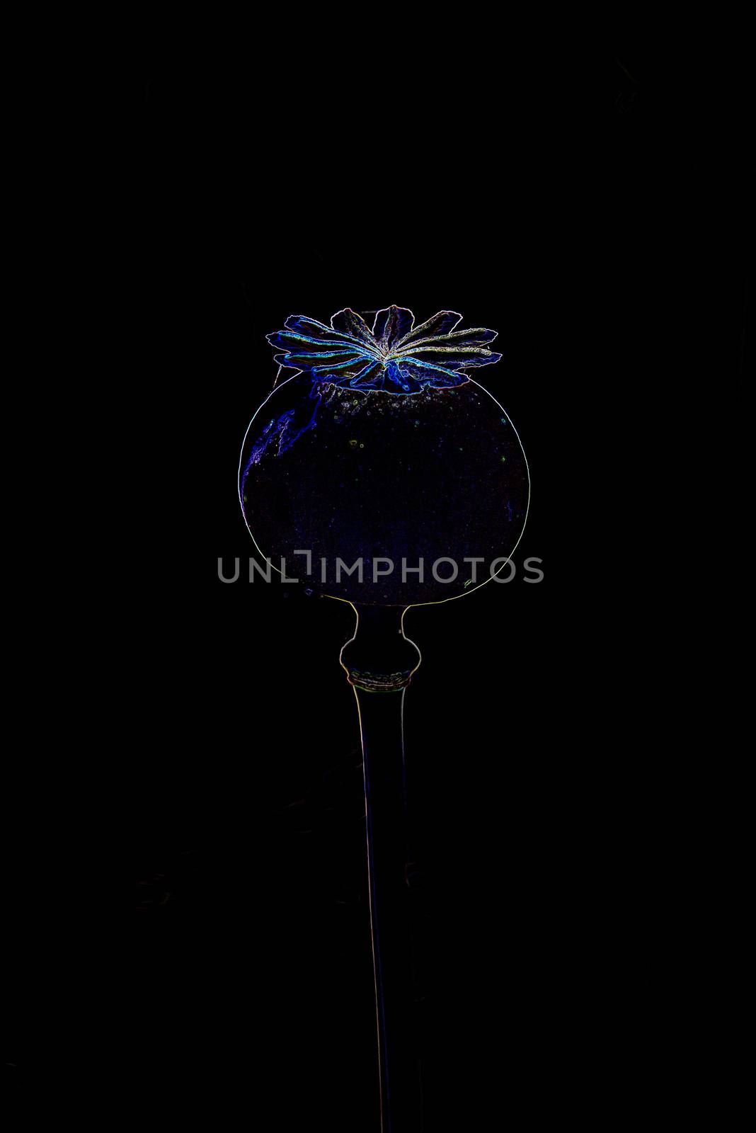 Opium poppy with capsule by Jochen