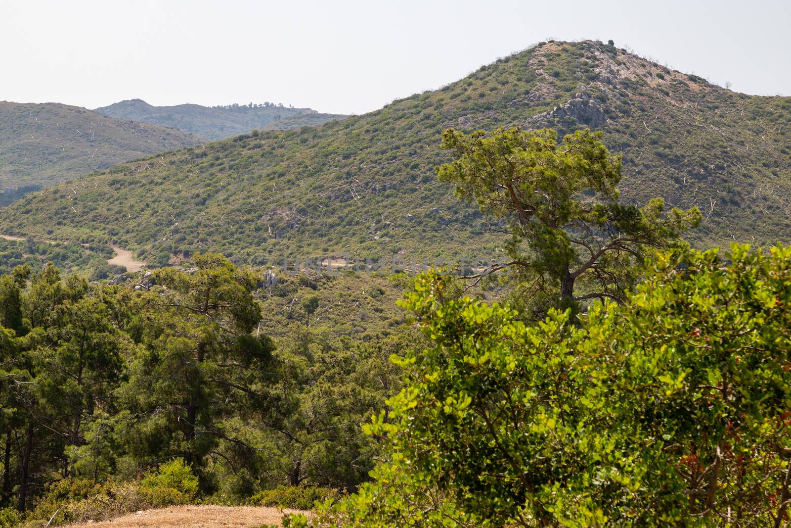 Landscape near Laerma on Greek island Rhodes 10 years after a fo by reinerc