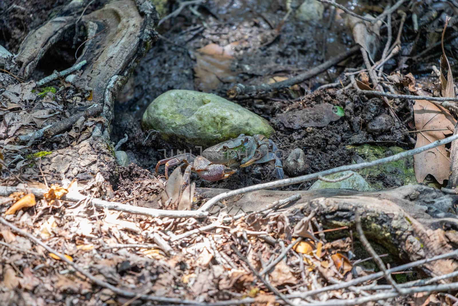 Freshwater crab in the valley of butterflies (Petaloudes) on Greek island Rhodes 