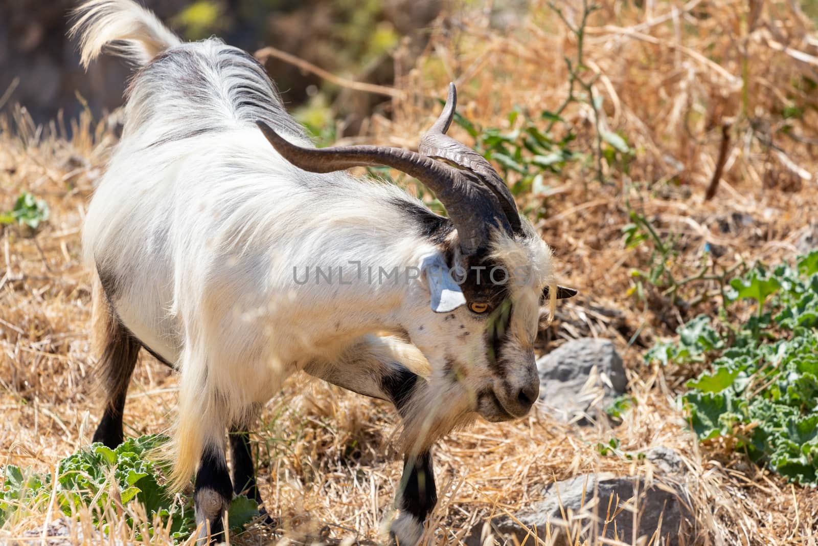 White billy goats near Lindos on Rhodes island, Greece