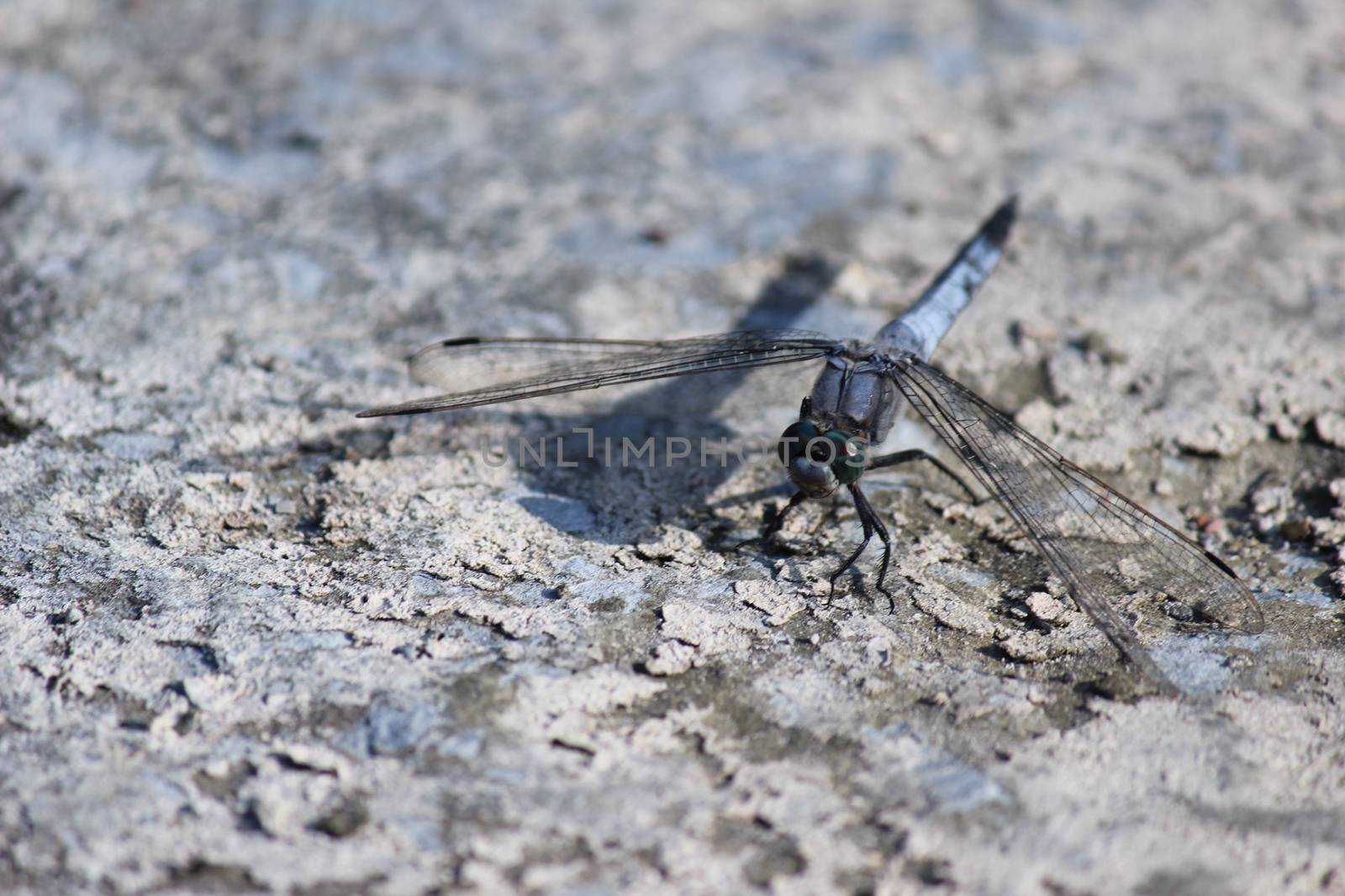 Close-up of blue dragonfly sitting on the ground near a pond at greek island rhodos