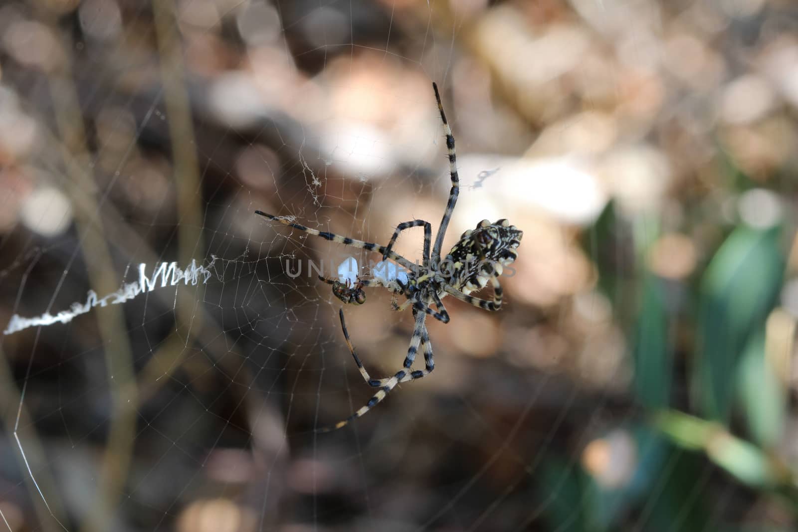 Close-up of a spider in the spider web, found at Rhodes island, greece