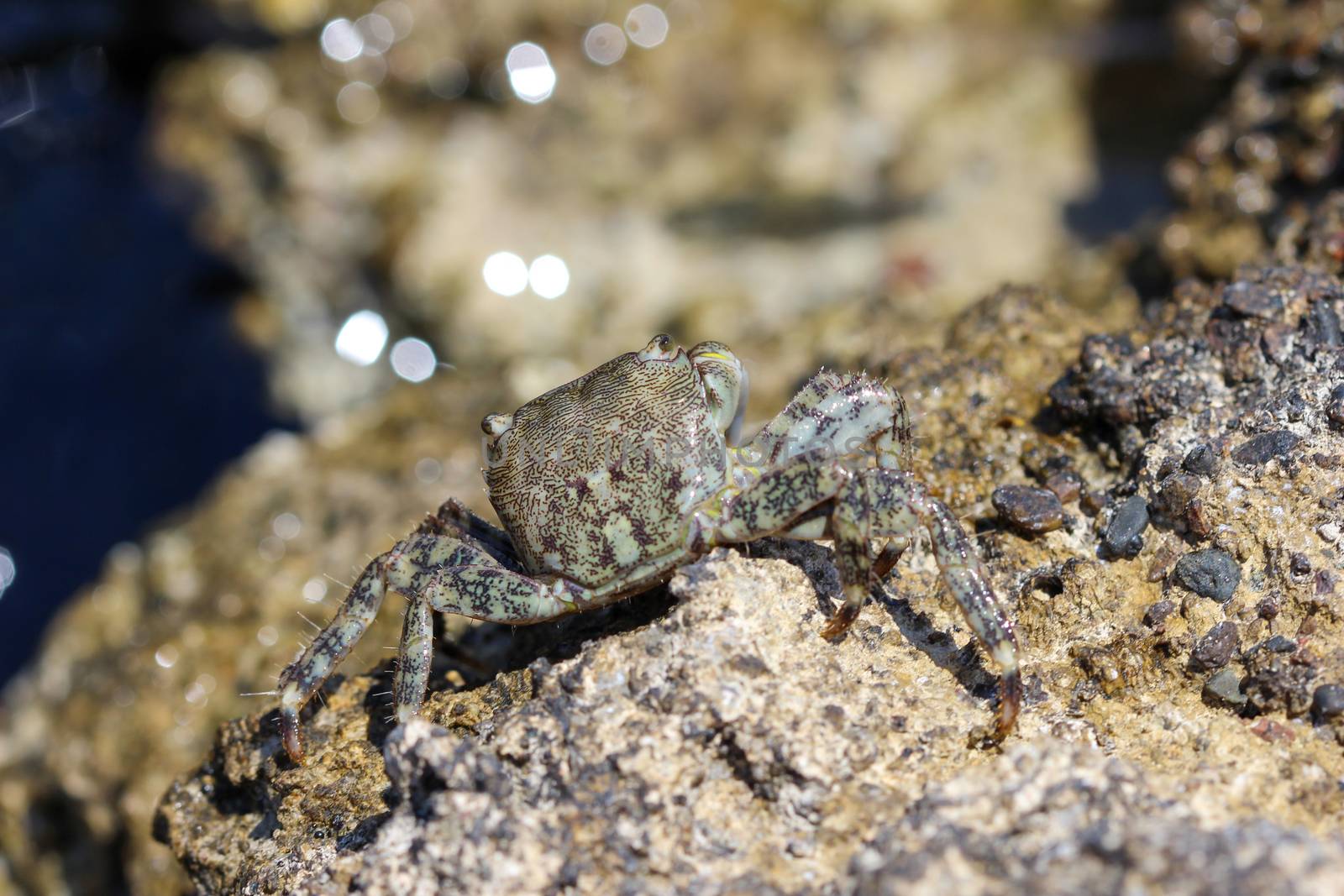 Close up of a salt water crab by reinerc