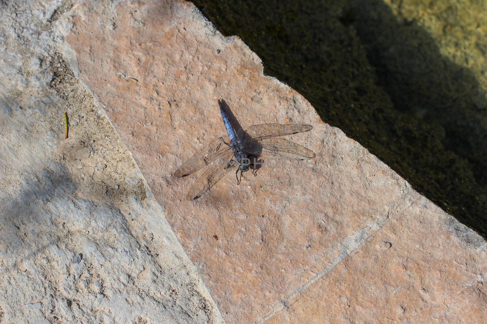 Close-up of blue dragonfly sitting on the ground near a pond at greek island rhodos