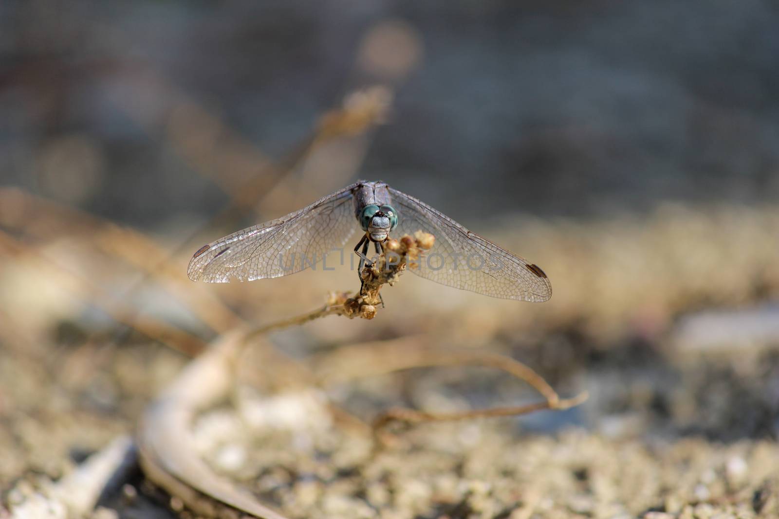 Blue dragonfly at rhodes island in Greece by reinerc