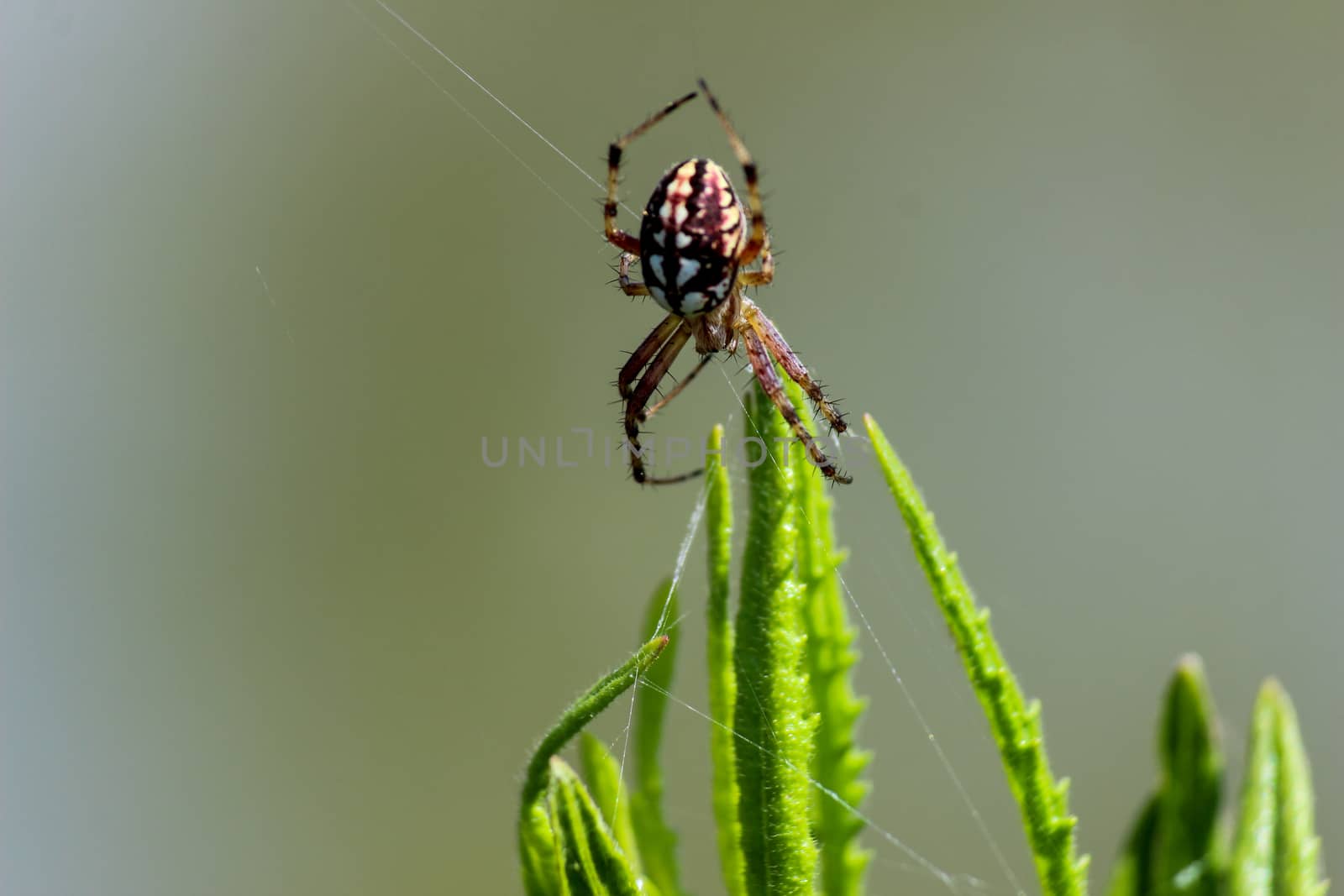 Close-up of spider in the web by reinerc