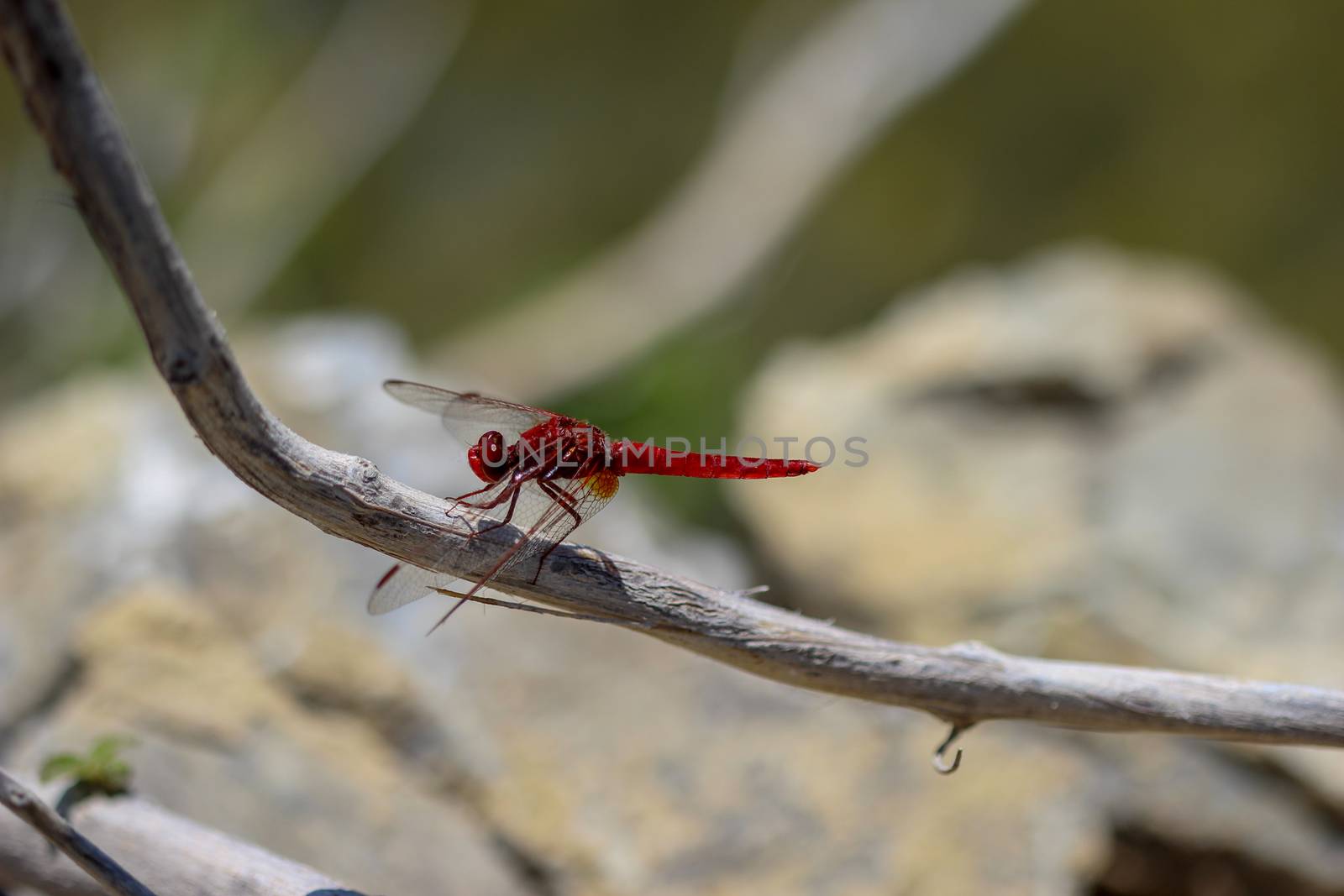 Red dragonfly at rhodes island in Greece by reinerc