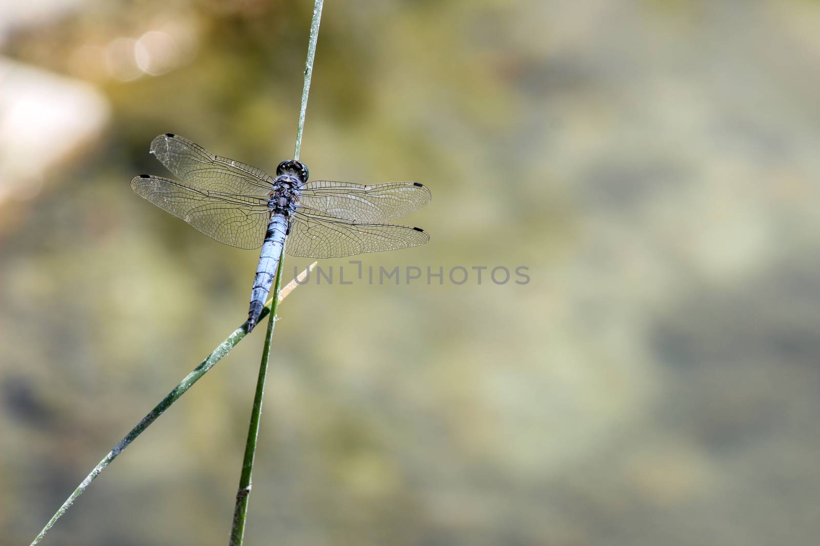 Blue dragonfly at rhodes island in Greece by reinerc