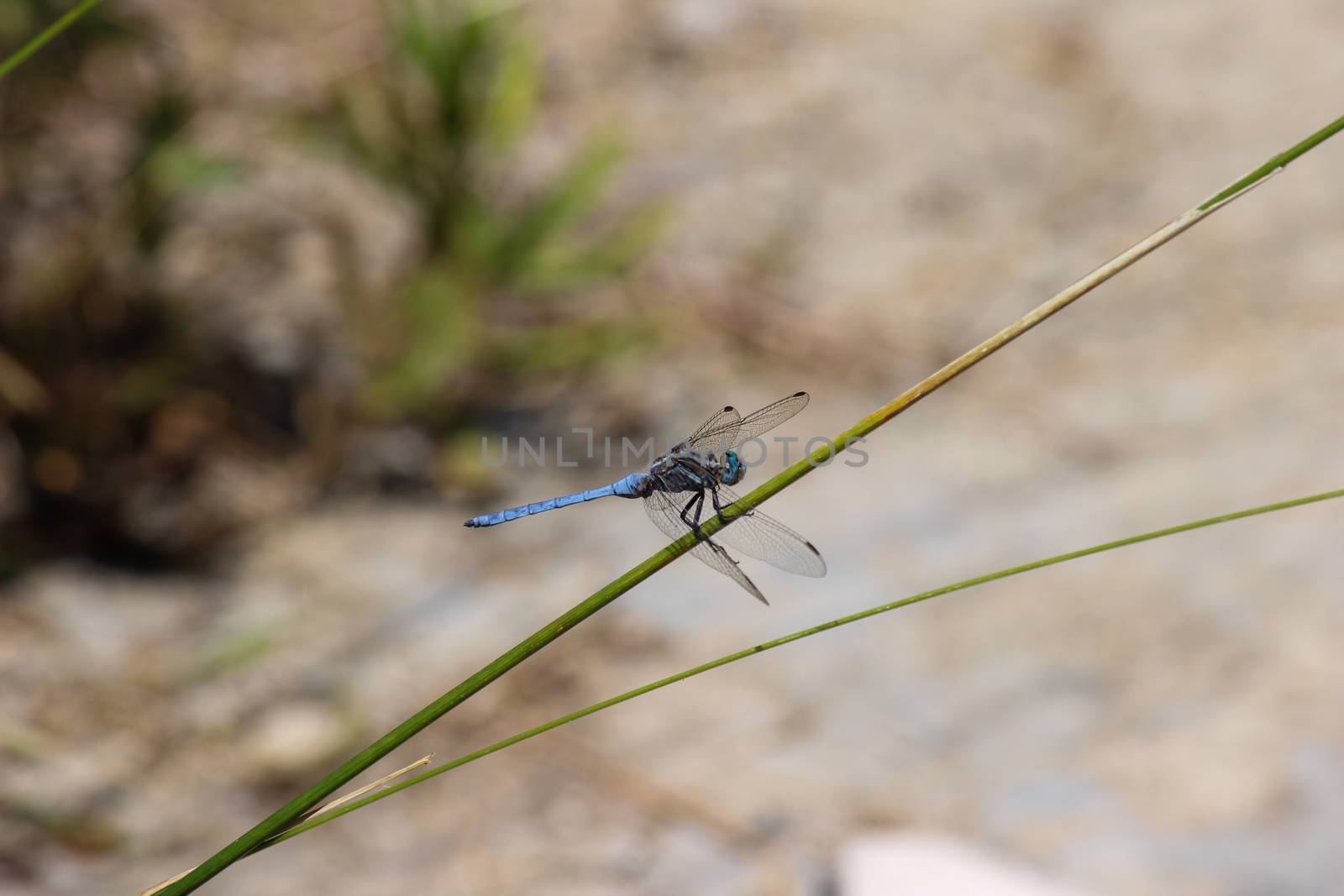 Close-up of blue dragonfly sitting on a blade of grass near a pond at greek island rhodos