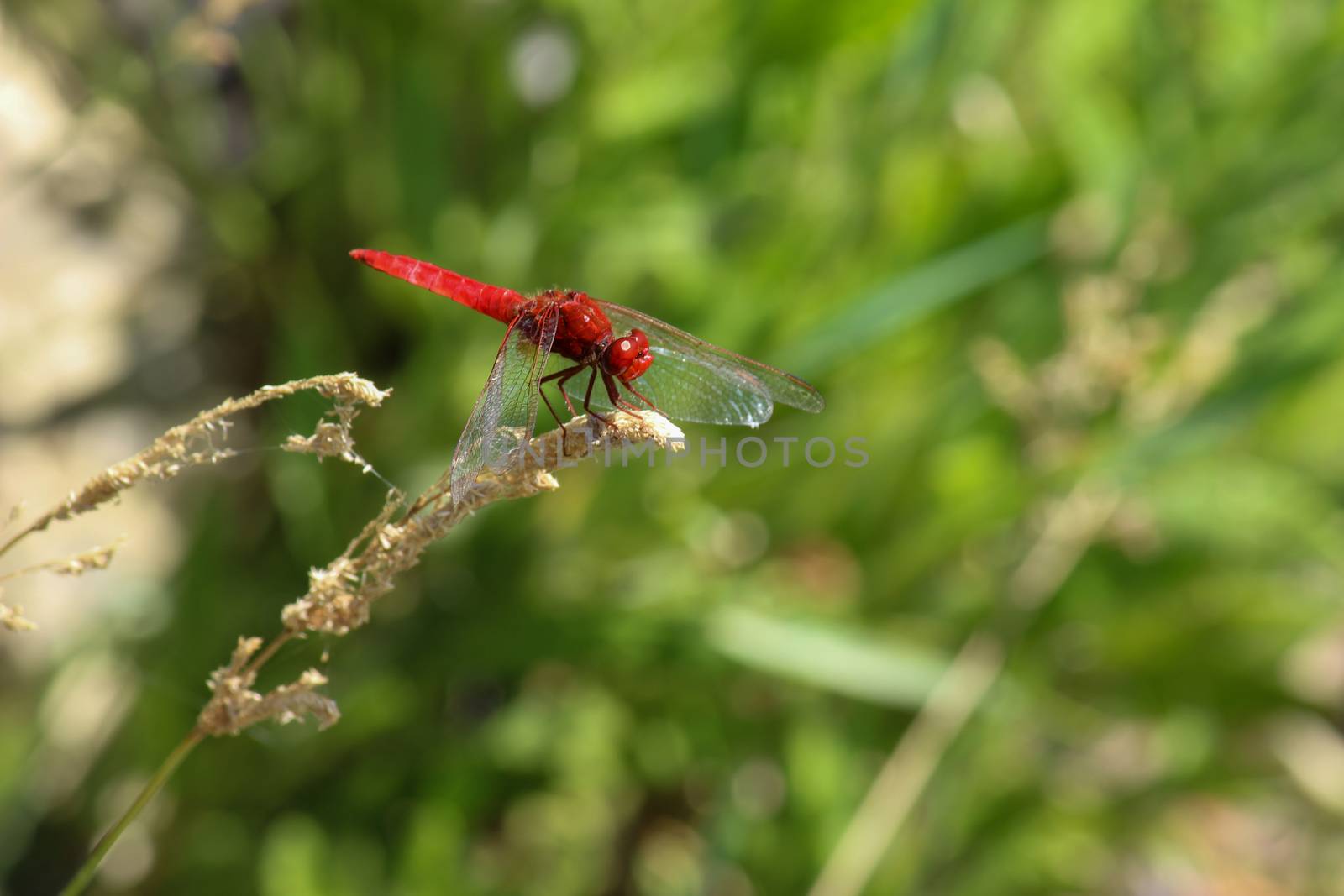 Red dragonfly at rhodes island in Greece by reinerc