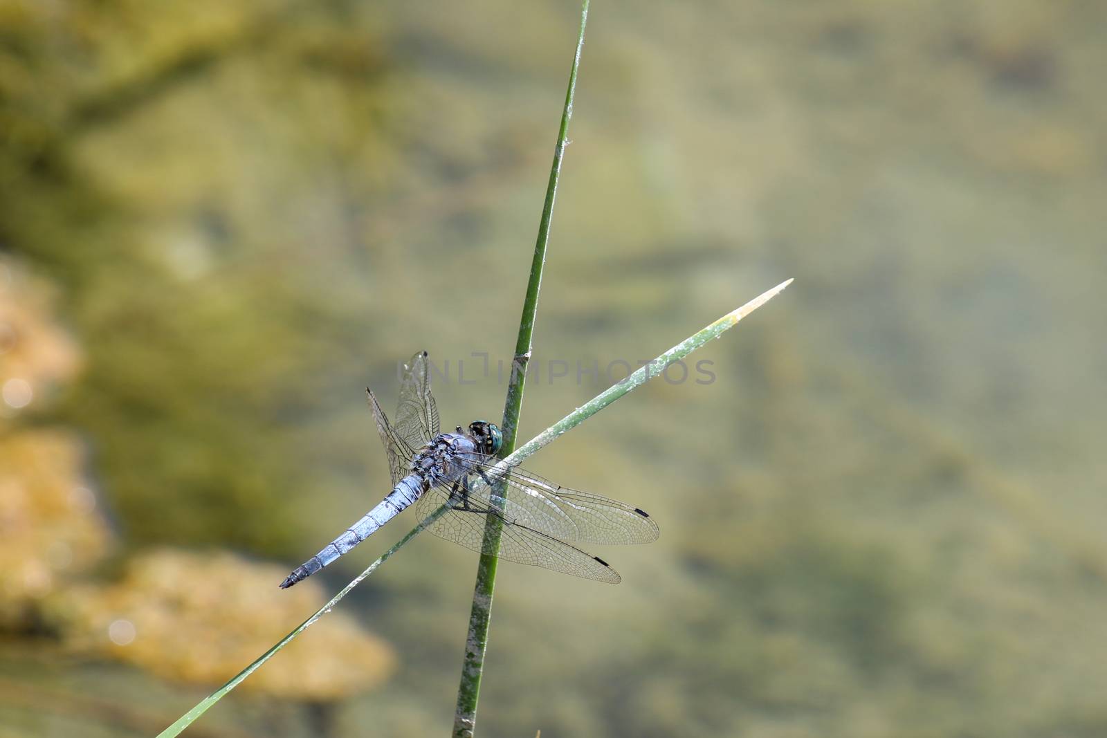 Blue dragonfly at rhodes island in Greece by reinerc