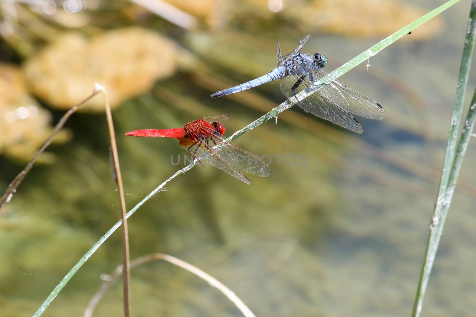 Blue and red dragonfly at rhodes island in Greece by reinerc