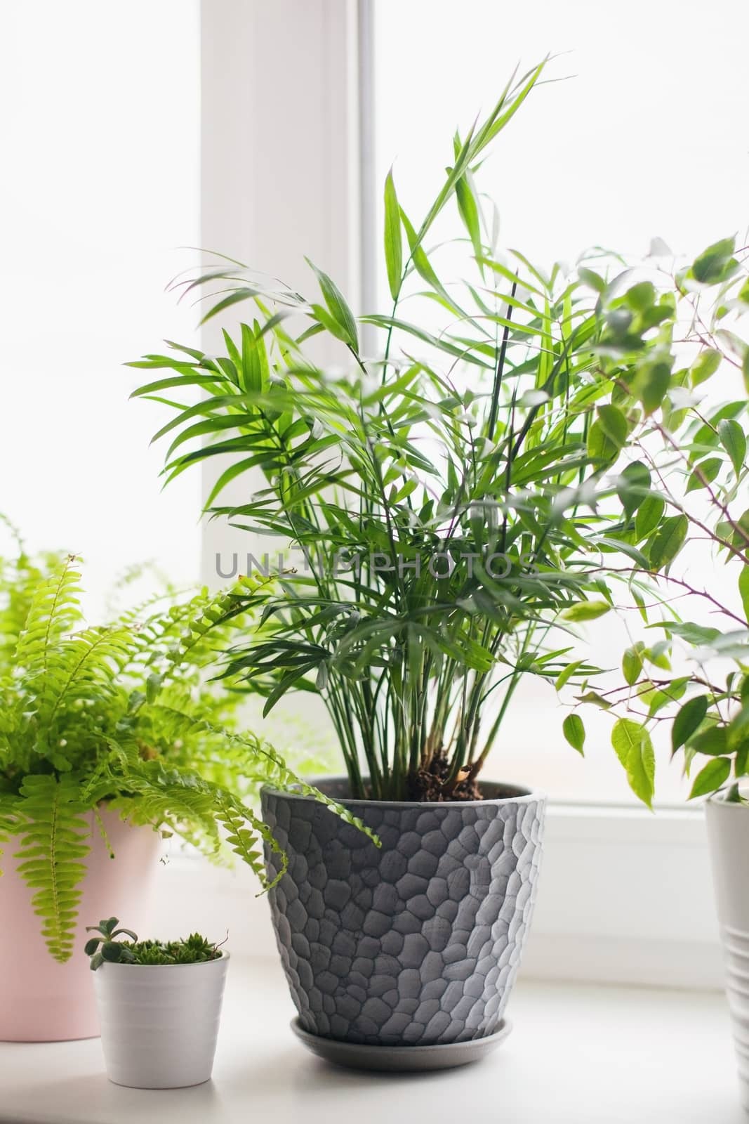 Fern nephrolepsis, ficus, succulents and palm Hamedorea. Home green flowers and plants in pink, white and gray pots on the windowsill. scandinavian care concept Interior