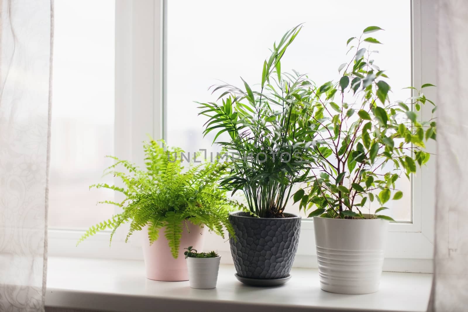 Fern nephrolepsis, ficus, succulents and palm Hamedorea. Home green flowers and plants in pink, white and gray pots on the windowsill. scandinavian care concept Interior
