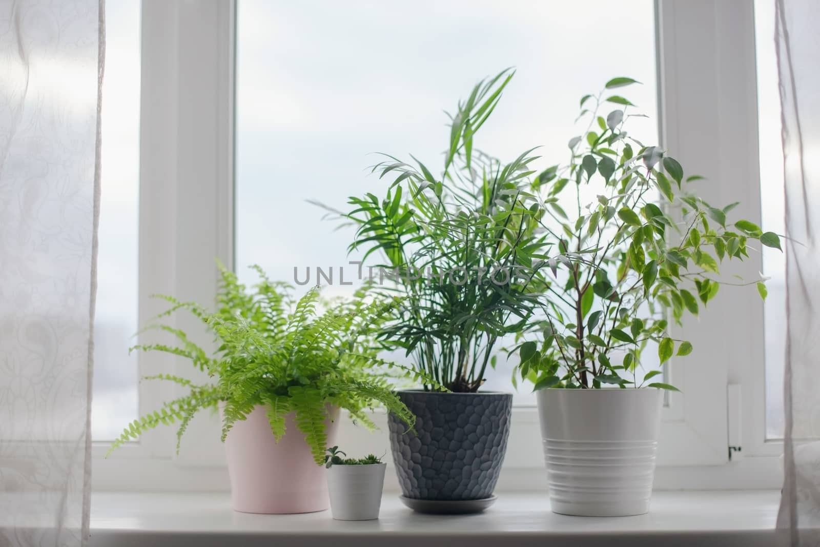 Fern nephrolepsis, ficus, succulents and palm Hamedorea. Home green flowers and plants in pink, white and gray pots on the windowsill. scandinavian care concept Interior