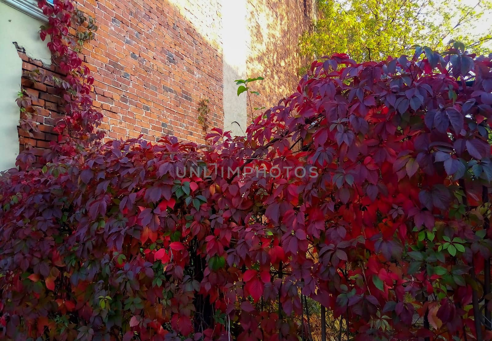 Red leaves of wild grapes on the fence. Autumn red leaves. Natural red background.