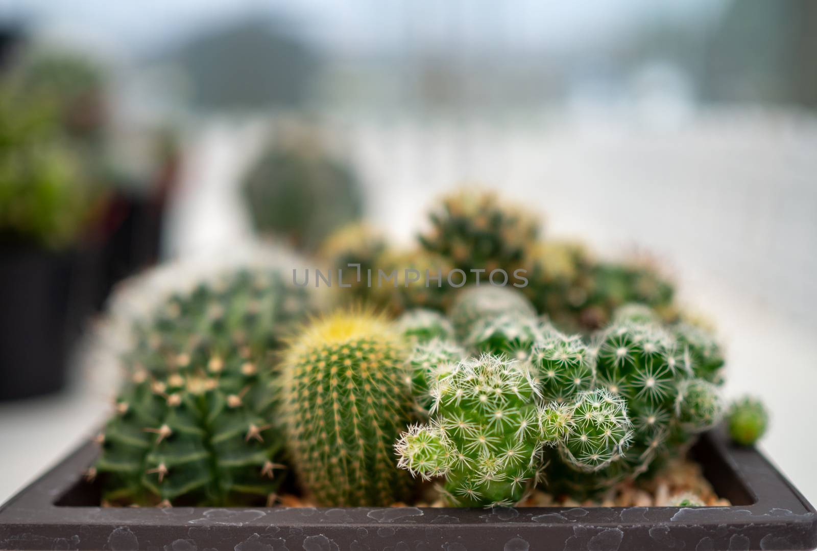 A close up of a cactus On a blurred background by Unimages2527