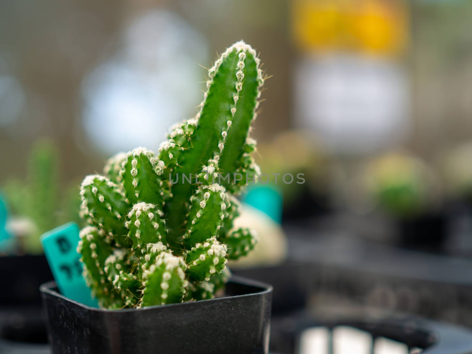 A close up of a cactus On a blurred background