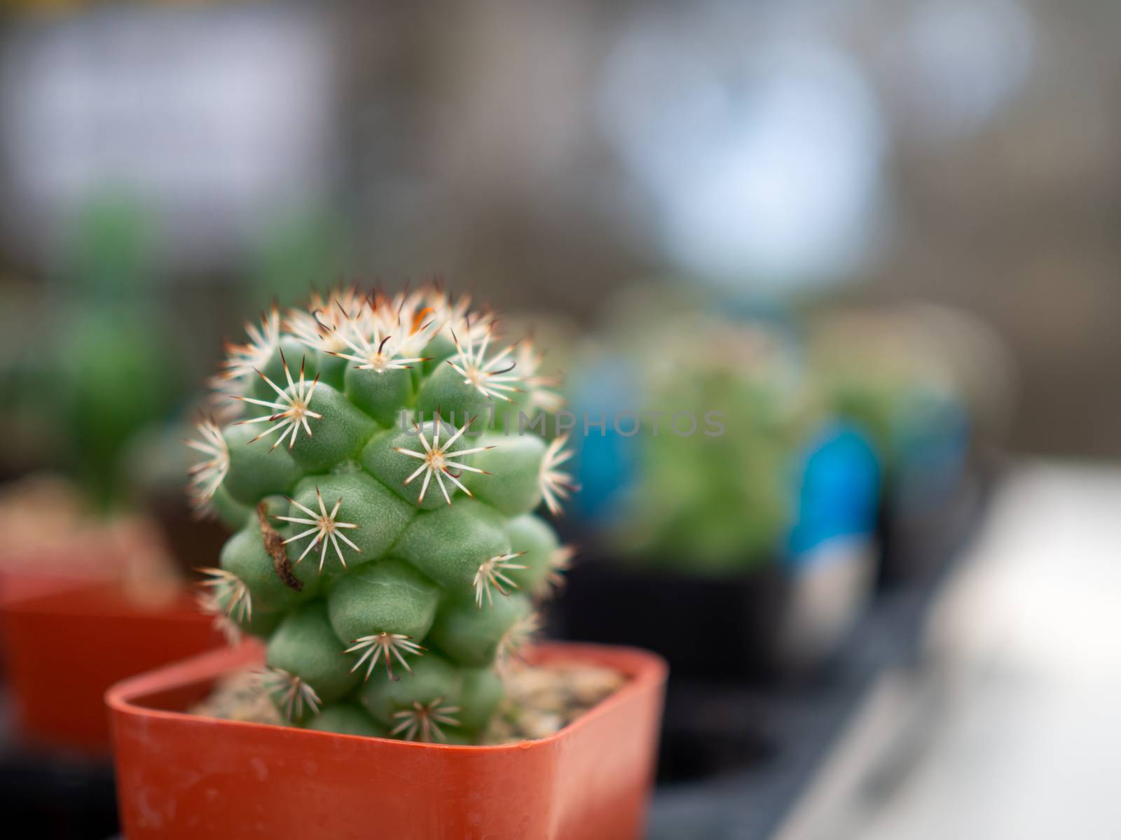 A close up of a cactus On a blurred background by Unimages2527