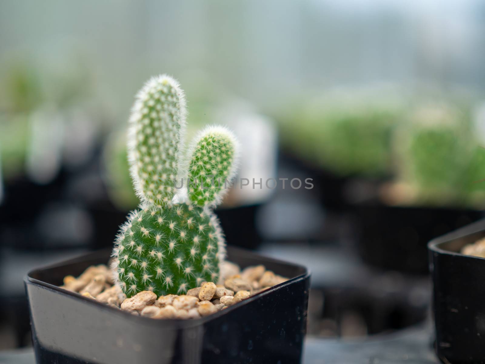 A close up of a cactus On a blurred background