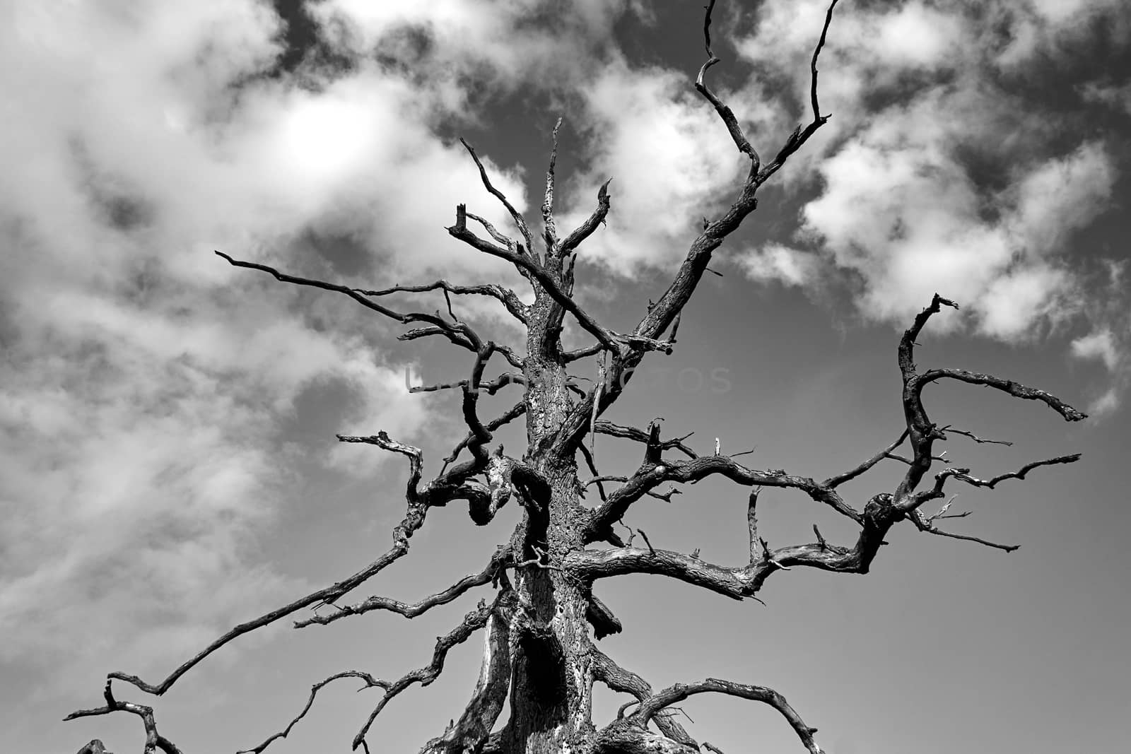 The trunk and boughs of a dry oak against the background of a blue sky in Poland, monochrome