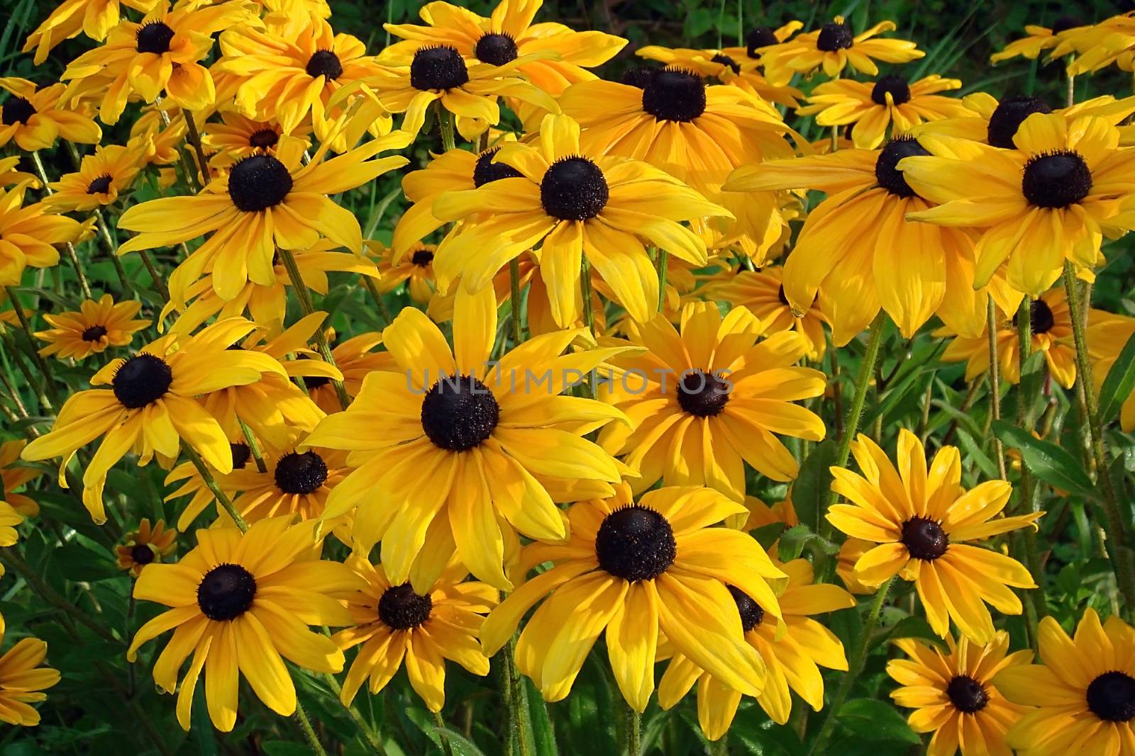 Yellow flowers rudbeckia lit by the sun, close up shot. Garden in summer. by LanaLeta