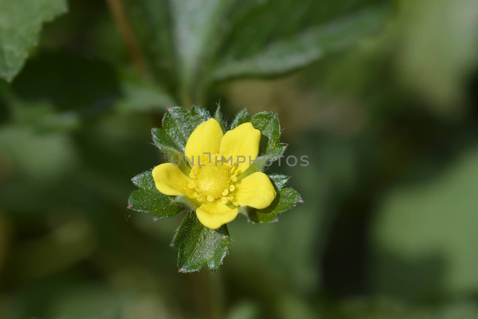 Indian strawberry flower - Latin name - Duchesnea indica (Potentilla indica)