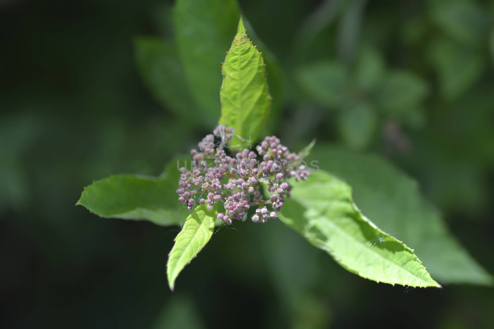 Spirea Anthony Waterer flower buds - Latin name - Spiraea x bumalda Anthony Waterer